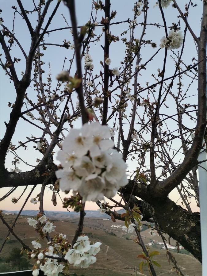 Quinta De Travassinhos- Douro Valley & Spa 산타마르타드페네구아 외부 사진